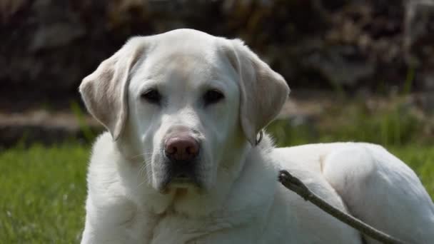 Nahaufnahme Eines Weißen Labrador Retrievers Der Gras Liegt — Stockvideo