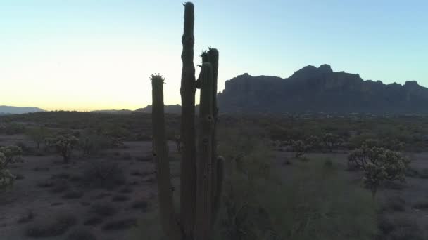 4K黄昏时分与Saguaro Cacti的亚历桑那州索诺兰沙漠上空 — 图库视频影像