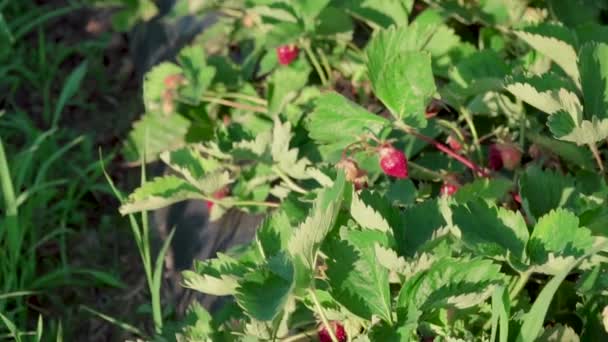 Champ Fraises Dans Village Hongrois Appelé Cskly Somogie Est Une — Video