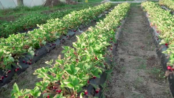 Aardbeienveld Een Hongaars Dorp Genaamd Cskly Somogy Het Een Bekende — Stockvideo