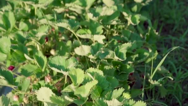 在索摩学的一个叫Cskly的饥饿村子里的草莓田里 这是一个关于优质草莓的名著 种植山脊草莓 — 图库视频影像
