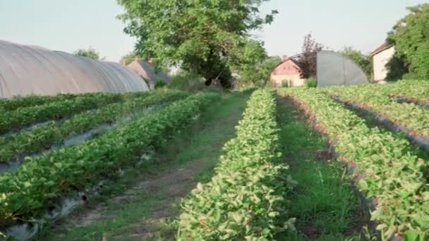 ソモジーのスカイと呼ばれるハンガリーの村のイチゴ畑 高品質のイチゴで有名です イチゴの植え付け方法と栽培方法 — ストック動画