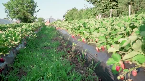 Aardbeienveld Een Hongaars Dorp Genaamd Cskly Somogy Het Een Bekende — Stockvideo