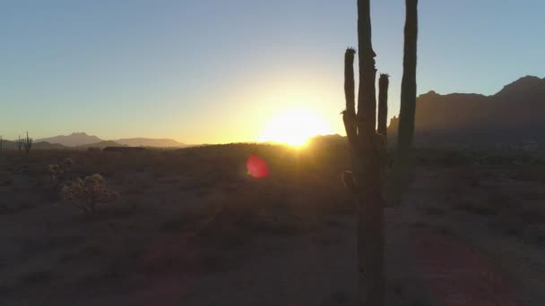 Desert Sunrise Med Sun Peaking Genom Saguaro Kaktus — Stockvideo