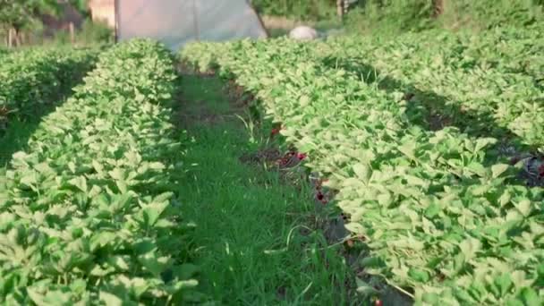 ソモジーのスカイと呼ばれるハンガリーの村のイチゴ畑 高品質のイチゴで有名です イチゴの植え付け方法と栽培方法 — ストック動画