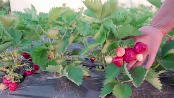Strawberry Field Hungarian Village Called Cskly Somogy Famous Good Quality — Stock Video