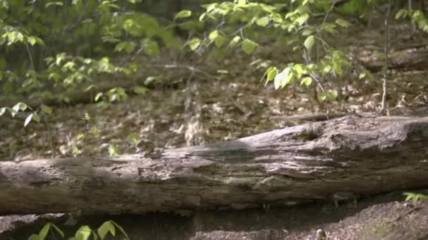 一只花栗鼠从倒下的树上飞奔而下 — 图库视频影像