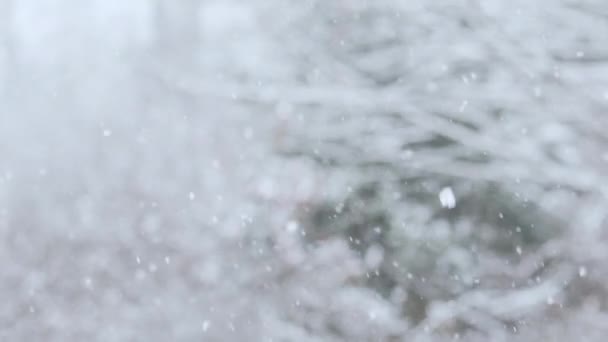Neve Caindo Lentamente Floresta — Vídeo de Stock