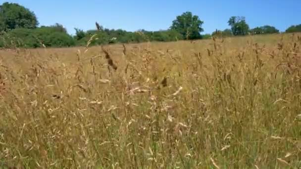 英国の夏の草を背景の木で優しく揺らす — ストック動画