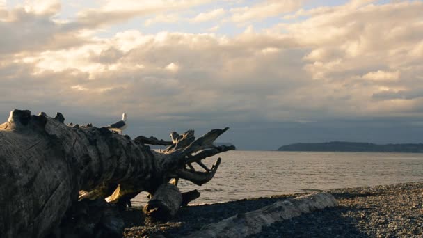 Ένας Γλάρος Στέκεται Ένα Μεγάλο Κορμό Driftwood Μια Παραλία Στην — Αρχείο Βίντεο