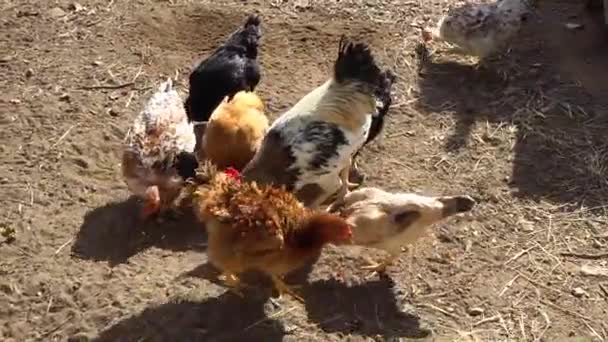 Hahn Und Hühner Fressen Auf Einem Bauernhof — Stockvideo