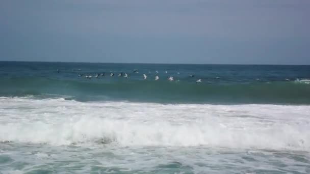 Vögel Fliegen Durch Die Wellen Des Ozeans — Stockvideo