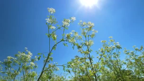 Looking Cow Parsley Bright Blue Skies Hint Sun — Stock Video