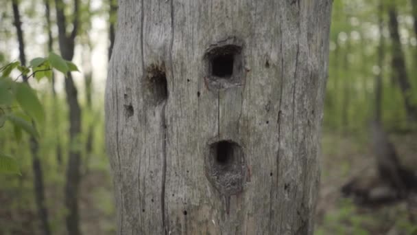 树上有啄木鸟洞 树上有刺猬 — 图库视频影像