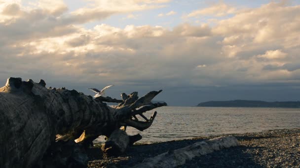 Une Mouette Bat Des Ailes Saute Sur Une Autre Branche — Video