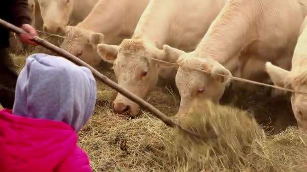 Kühe Die Vor Kindern Gefüttert Werden — Stockvideo