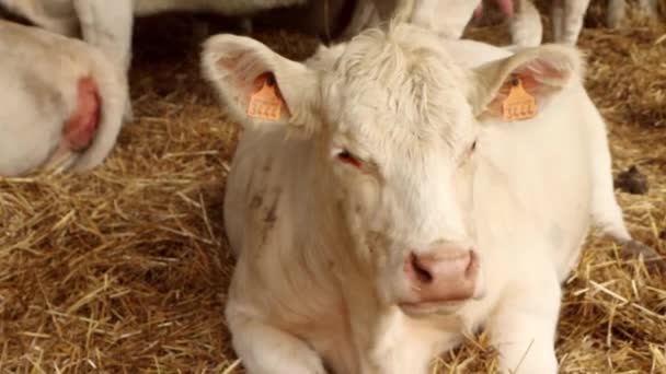 Vacas Establo — Vídeos de Stock