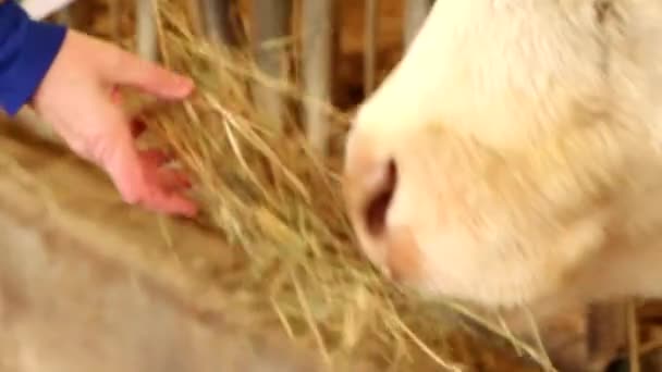 Корова Ест Сено Руки Фермера — стоковое видео