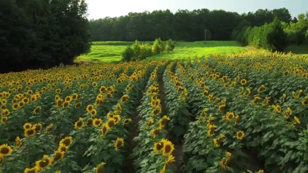 Πετώντας Πάνω Από Sunflower Πεδίο Grassy Hill Στο Παρασκήνιο — Αρχείο Βίντεο