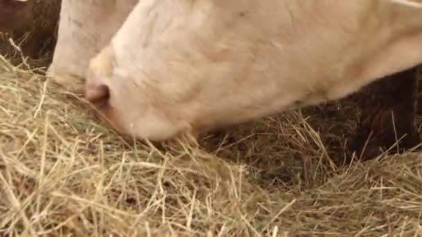 Aufnahmen Von Kühen Die Heu Fressen — Stockvideo
