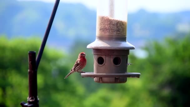 Die Vögel Von Massachusetts Füttern Morgen — Stockvideo