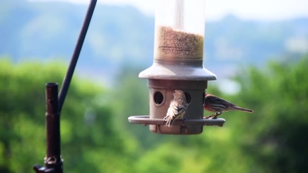 麻萨诸塞州的鸟类在早上觅食 — 图库视频影像