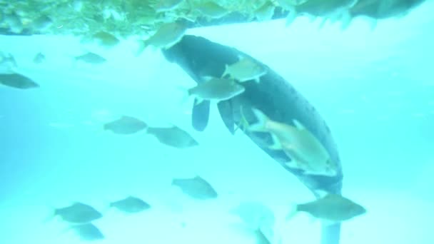 Dugong Manatí Flota Agua Azul Come Alimentos Zoológico — Vídeo de stock