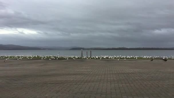 Körning Med Hundratals Fåglar Vid Flodstranden — Stockvideo