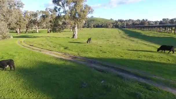 Gundagai Nsw Deki Baskını Tarihi Köprülerin Hava Görüntüleri — Stok video