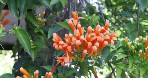 Flor Naranja Floreciendo Tierras Verdes — Vídeos de Stock