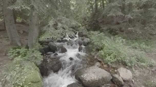 Corriente Cámara Lenta Bosque Rocas Río Moraines Stone Fenómeno Natural — Vídeos de Stock