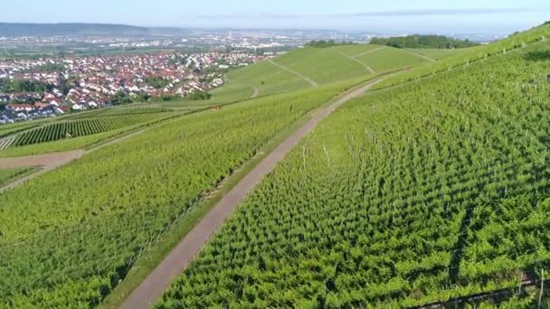 谷のブドウ畑の上空からの眺め春にドイツのレストラン Uhdで撮影 — ストック動画
