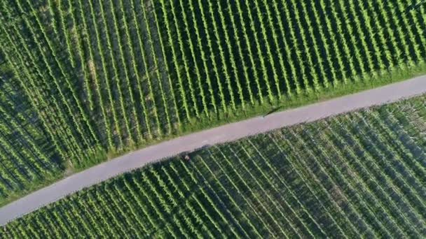 aerial view over vineyard in valley Remstal in Germany in spring, shot in UHD