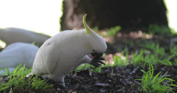 Primer Plano Cacatúa Comiendo Del Suelo — Vídeos de Stock