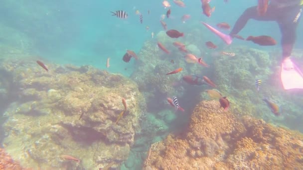 Taiwan Kenting Wanlitong Coral Reef Underwater Diving Snorkling — Stock Video