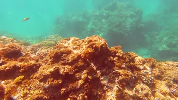 Tajvan Kenting Wanlitong Coral Reef Víz Alatti Búvárkodás Horkolás — Stock videók