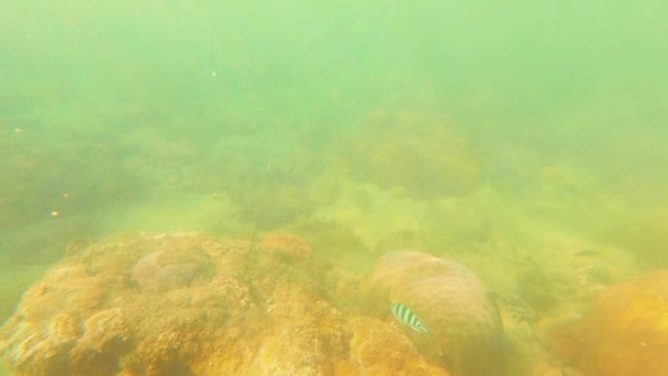 Tayvan Kenting Wanlitong Mercan Resifi Altında Dalış Şnorkelle Yüzme — Stok video