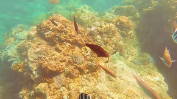 Taiwan Kenting Wanlitong Coral Reef Unterwassertauchen Und Schnorcheln — Stockvideo