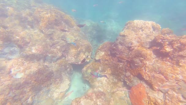 Taiwan Kenting Wanlitong Coral Reef Onderwater Duiken Snorkelen — Stockvideo