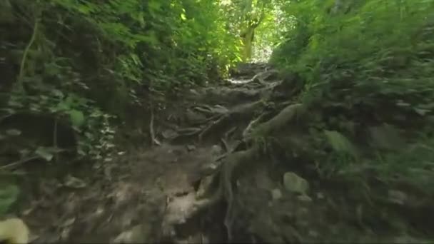 Forrest Sous Cascade Skaklya Près Village Bov Sentier Vazov — Video