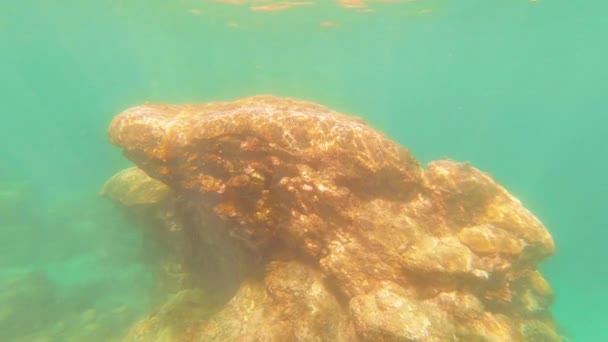 Taiwan Kenting Wanlitong Coral Reef Dykning Snorkling Vandet – Stock-video