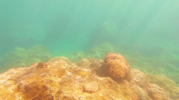 Ταϊβάν Kenting Wanlitong Coral Reef Υποβρύχιες Καταδύσεις Και Αναπνευστικά — Αρχείο Βίντεο