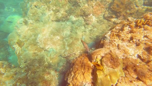 Taiwan Kenting Wanlitong Coral Reef Underwater Diving Snorkling — Stock Video
