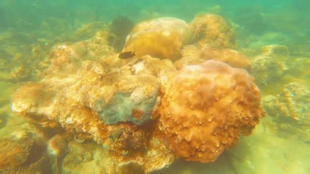 Taiwan Kenting Wanlitong Coral Reef Dykning Snorkling Vandet – Stock-video