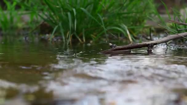 Beweging Van Water Natuur Voelen — Stockvideo