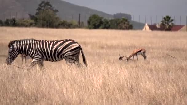 Uma Zebra Mãe Caminhando Direção Seu Filho — Vídeo de Stock