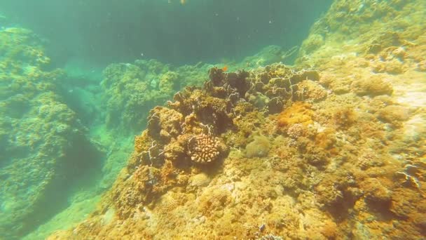 Taiwan Kenting Wanlitong Coral Reef Underwater Diving Snorkling — Stock Video