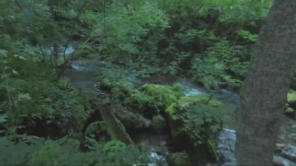 Bosque Bajo Cascada Skaklya Cerca Del Pueblo Bov Camino Vazov — Vídeos de Stock