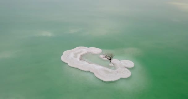 Disparo Aéreo Drones Sobre Árbol Solitario Una Formación Sal Mar — Vídeo de stock