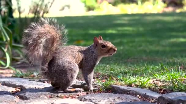 Esquilo Curioso Olhando Diretamente Para Câmera — Vídeo de Stock